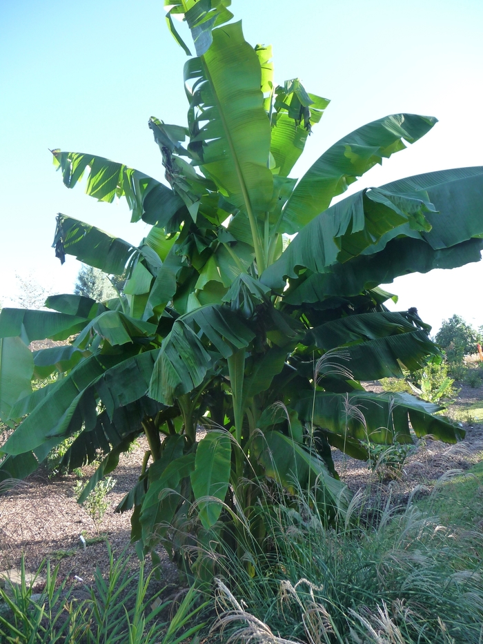 Banana - Musa basjoo (Banana) from Sunshine Nursery Too