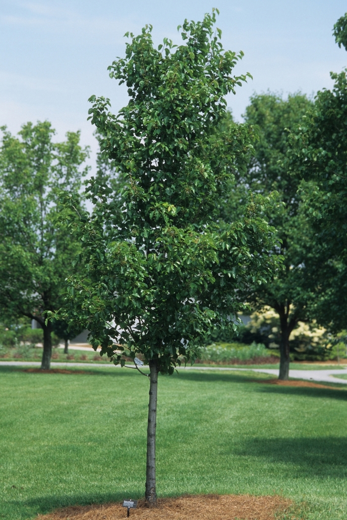 'Cleveland Select' Cleveland Pear - Pyrus calleryana from Sunshine Nursery Too