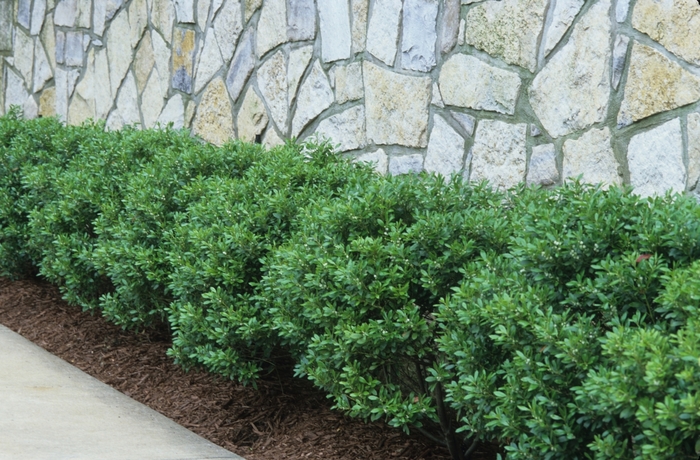 Soft Touch Compact Japanese Holly - Ilex crenata 'Soft Touch' (Compact Japanese Holly) from Sunshine Nursery Too