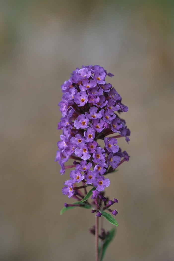 Nanho Blue Butterfly Bush - Buddleia davidii 'Nanho Blue' from Sunshine Nursery Too