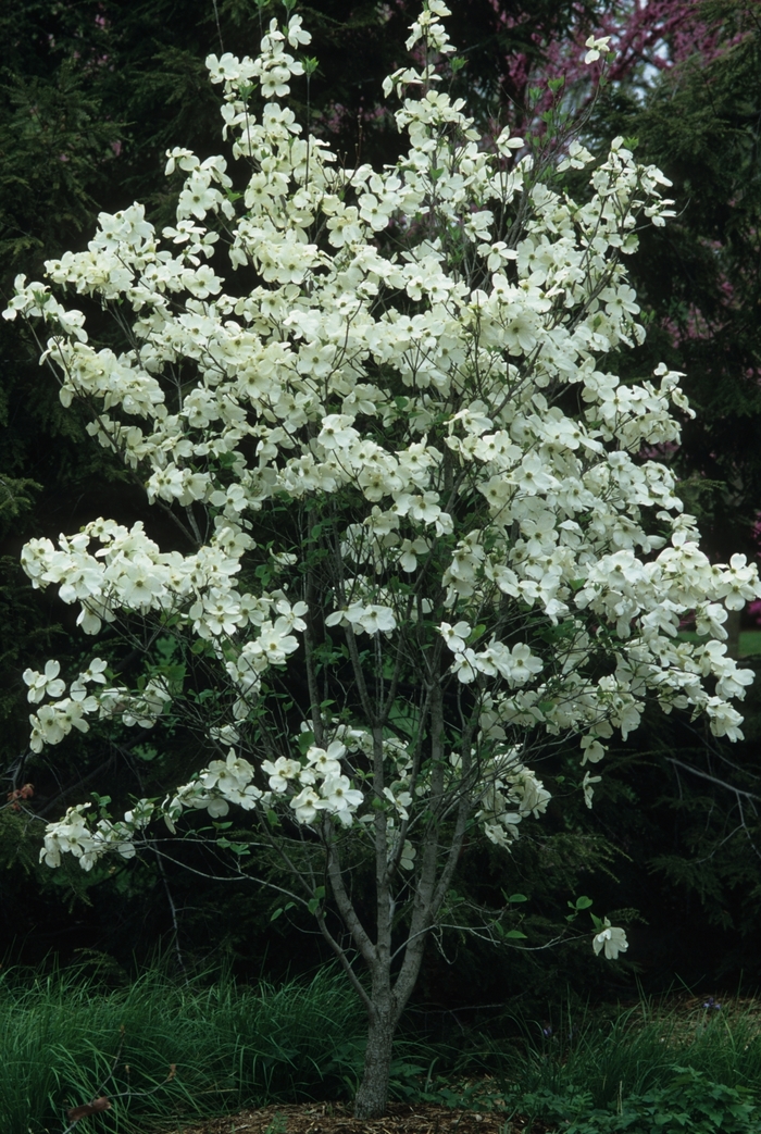 Flowering Dogwood - Cornus florida (Flowering Dogwood) from Sunshine Nursery Too