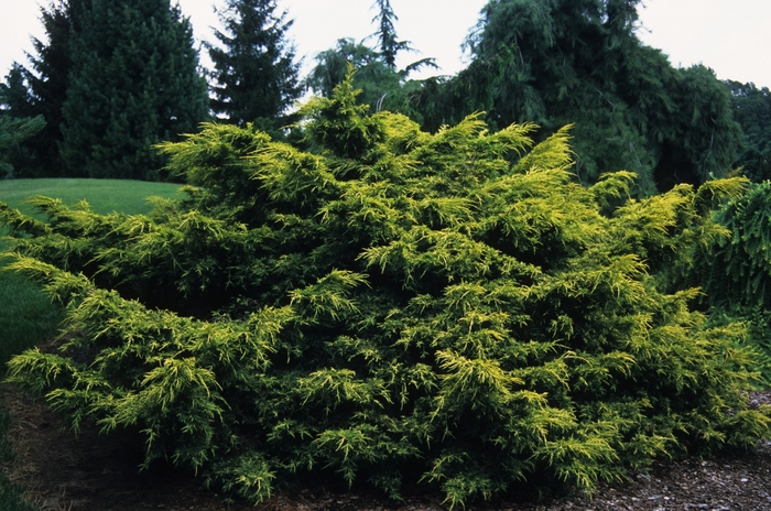 Saybrook Gold Saybrook Gold Juniper - Juniperus chinensis 'Saybrook Gold' (Saybrook Gold Juniper) from Sunshine Nursery Too