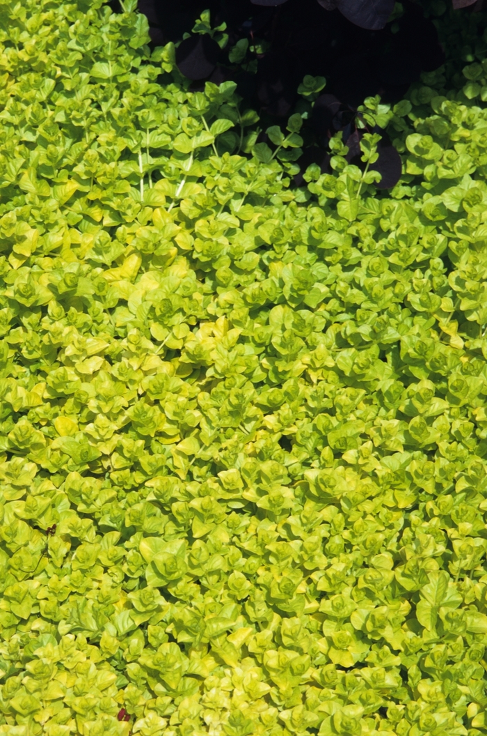 'Aurea' Yellow Creeping Jenny - Lysimachia nummularia from Sunshine Nursery Too