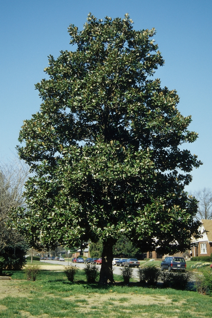 Southern Magnolia - Magnolia grandiflora from Sunshine Nursery Too