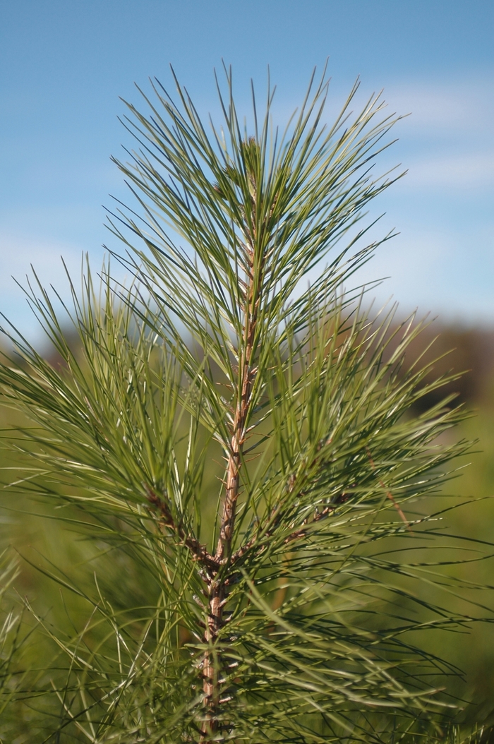 Loblolly Pine - Pinus taeda (Loblolly Pine) from Sunshine Nursery Too