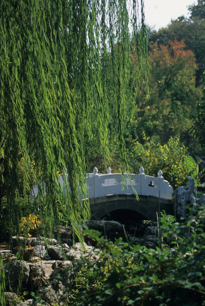 Weeping Willow - Salix babylonica from Sunshine Nursery Too