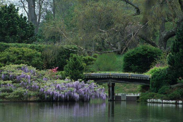 Japanese Wisteria - Wisteria floribunda from Sunshine Nursery Too