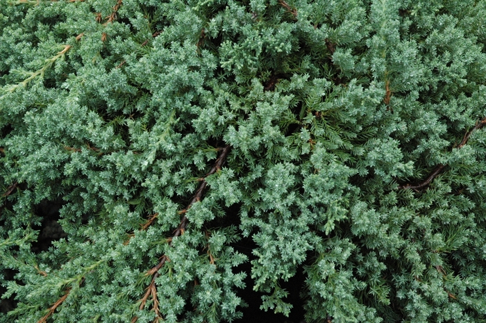 Nana Japanese Garden Juniper - Juniperus procumbens 'Nana' (Japanese Garden Juniper) from Sunshine Nursery Too
