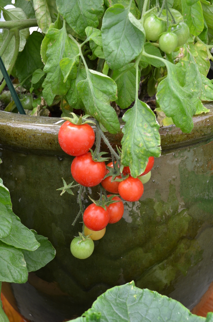 Cherry Tomato - Lycopersicon esculentum (Cherry Tomato) from Sunshine Nursery Too