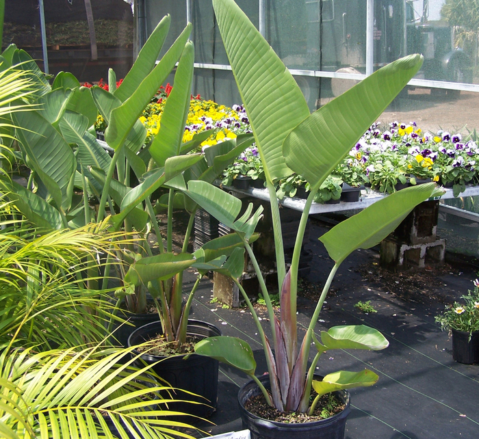 Giant White Bird of Paradise - Strelitzia nicolai from Sunshine Nursery Too