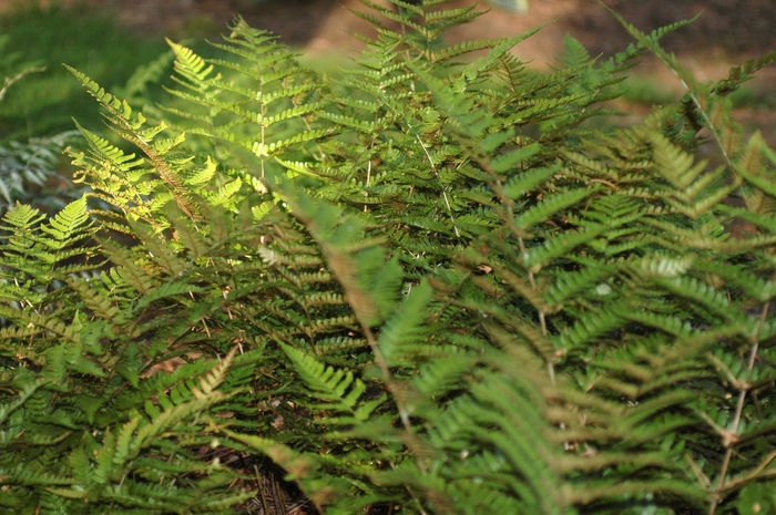 Autumn Fern - Dryopteris erythrosora (Autumn Fern) from Sunshine Nursery Too