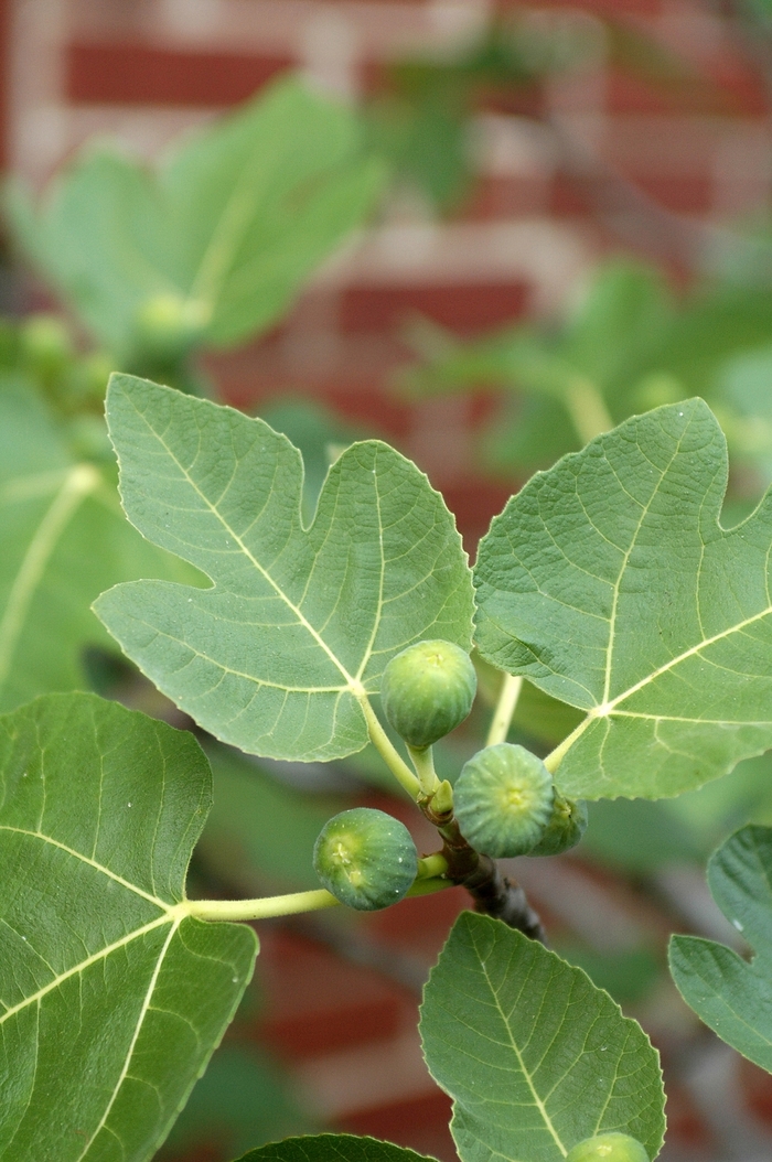 'Brown Turkey' Brown Turkey Fig - Ficus carica from Sunshine Nursery Too