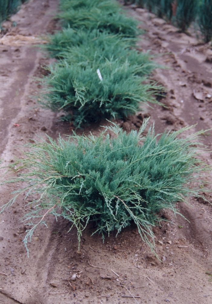 Grey Owl Juniper - Juniperus virginiana 'Grey Owl' (Juniper) from Sunshine Nursery Too