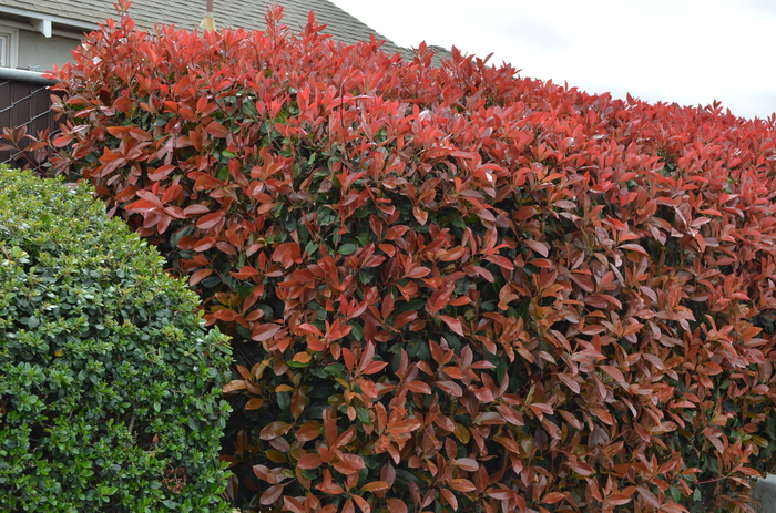 Red Tip Photinia - Photinia fraseri (Red Tip Photinia) from Sunshine Nursery Too