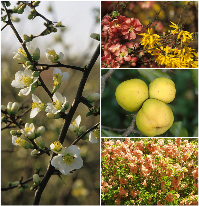 Multiple Varieties Flowering Quince - Chaenomeles 'Multiple Varieties' (Flowering Quince) from Sunshine Nursery Too