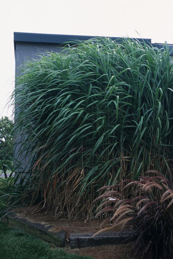 Giganteus Giant miscanthus - Miscanthus floridulus 'Giganteus' (Giant miscanthus) from Sunshine Nursery Too