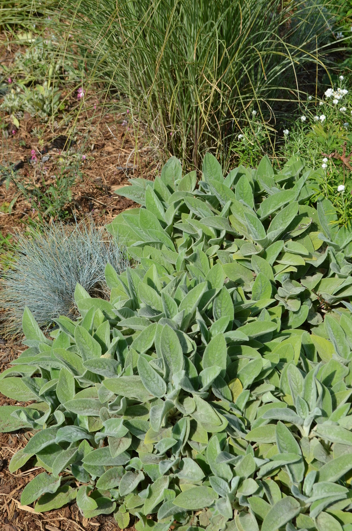 Lamb's Ears - Stachys byzantina from Sunshine Nursery Too