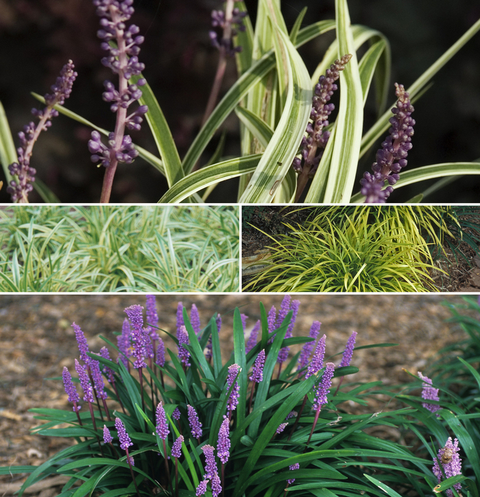 'Multiple Varieties' Lily-turf - Liriope from Sunshine Nursery Too