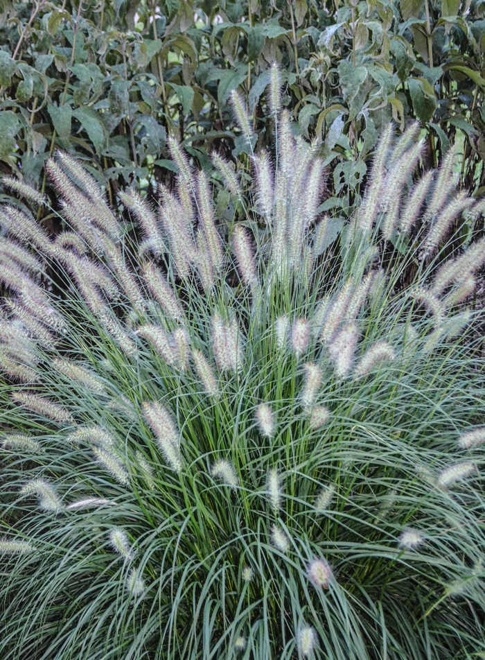 'Hameln' Dwarf Fountain Grass - Pennisetum alopecuroides from Sunshine Nursery Too