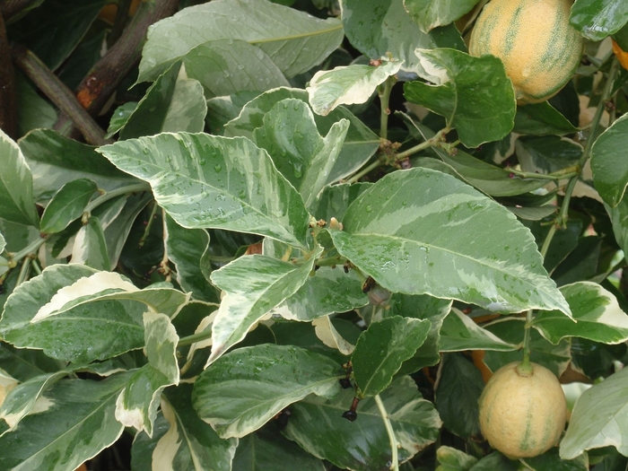  Lemon Tree - Citrus limon from Sunshine Nursery Too