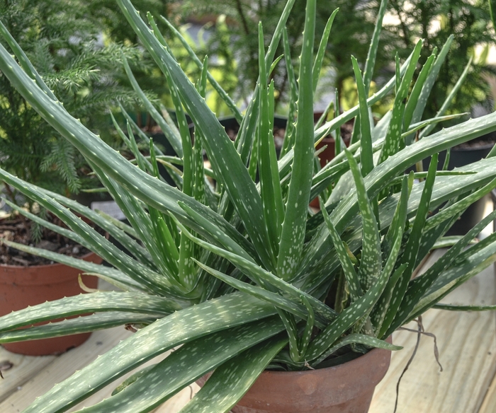 Aloe vera - Aloe barbadensis from Sunshine Nursery Too