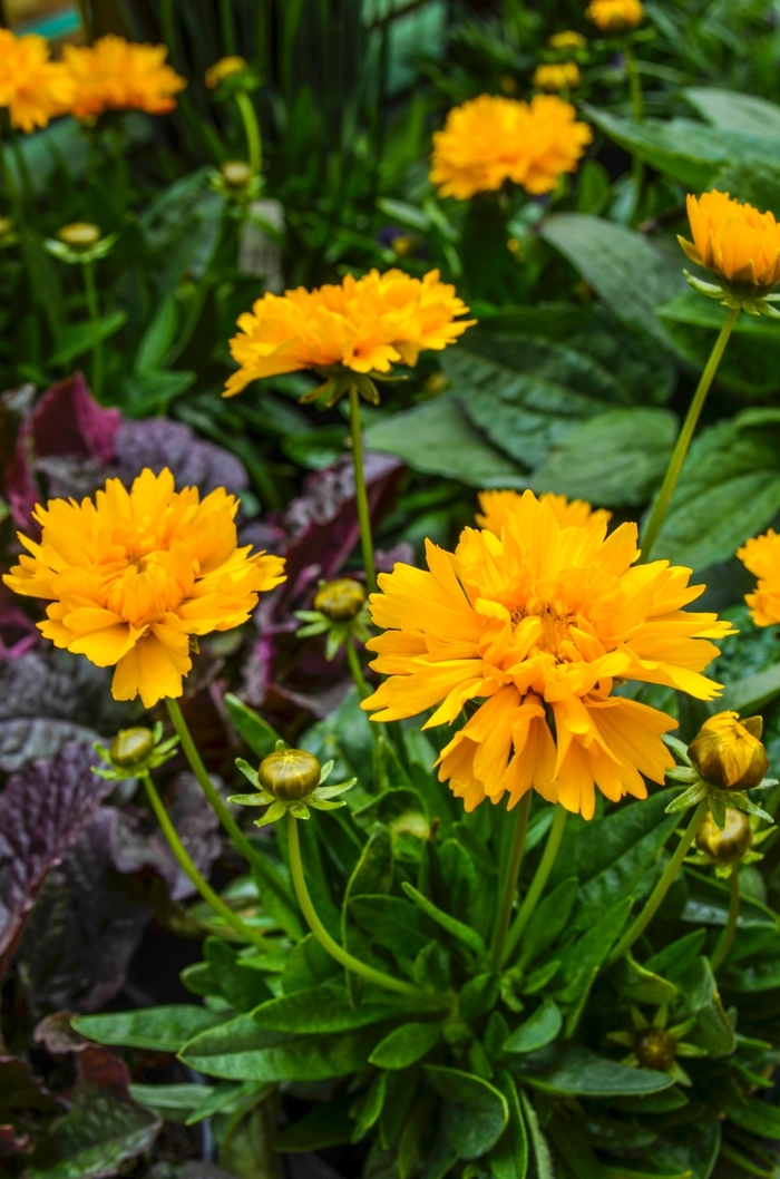  Early Sunrise Tickseed - Coreopsis grandiflora from Sunshine Nursery Too
