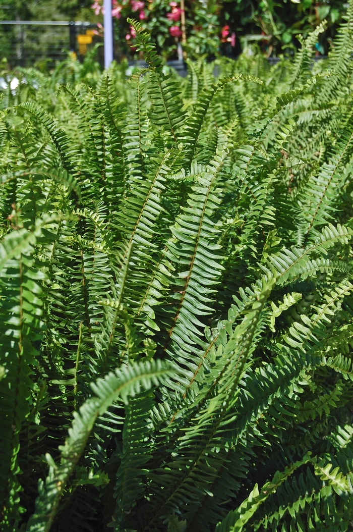 'Kimberley Queen' Queen Fern - Nephrolepis obliterata from Sunshine Nursery Too