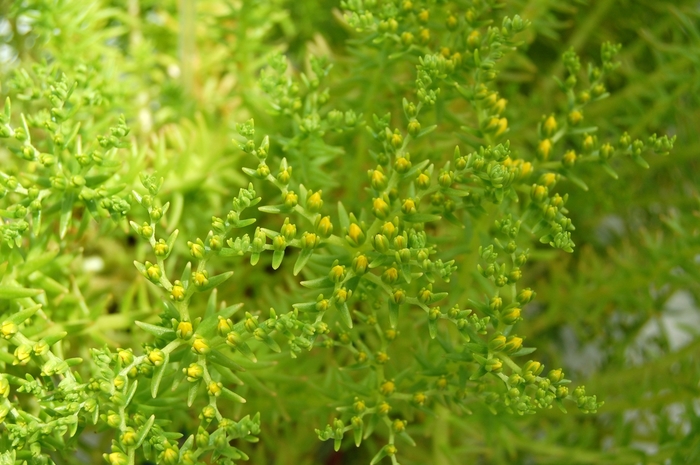 'Lemon Ball' Stonecrop - Sedum mexicanum from Sunshine Nursery Too