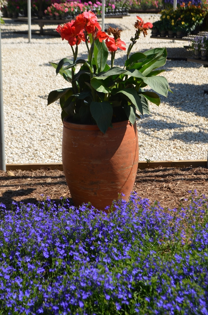 'Deep Blue Star' - Lobelia from Sunshine Nursery Too
