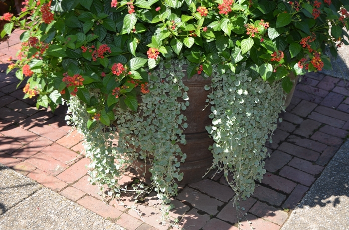 'Silver Falls&trade;' - Dichondra argentea from Sunshine Nursery Too