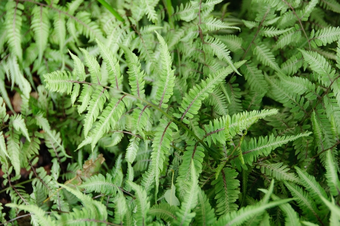 Red Beauty Japanese Painted Fern - Athyrium niponicum 'Red Beauty' (Japanese Painted Fern) from Sunshine Nursery Too