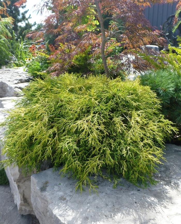 Sungold Japanese Falsecypress - Chamaecyparis pisifera 'Sungold' (Japanese Falsecypress) from Sunshine Nursery Too