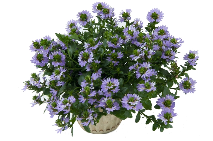 'Blue Angel' Fan Flower - Scaevola from Sunshine Nursery Too