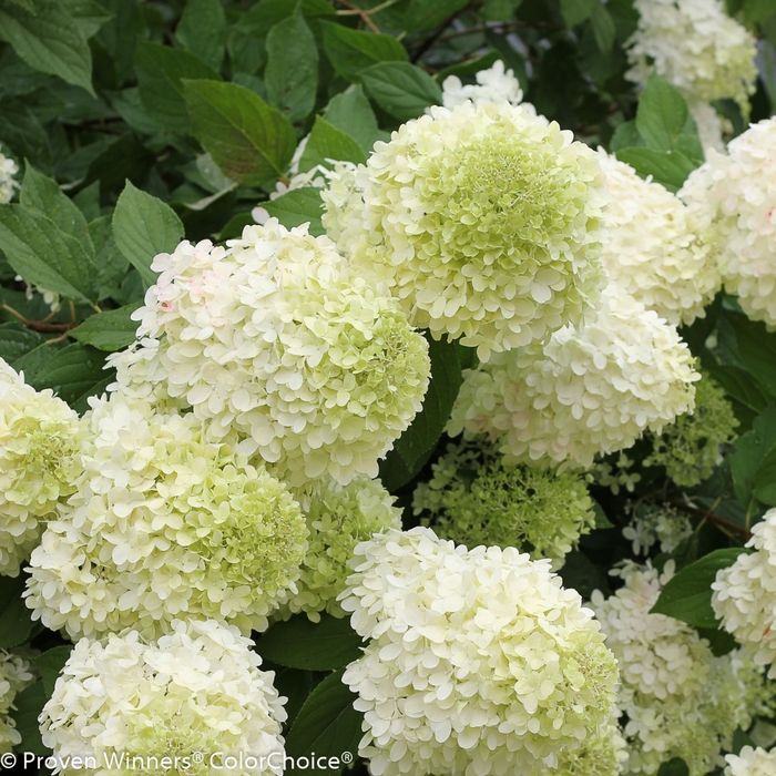 'Limelight' - Hydrangea paniculata (Panicle Hydrangea) from Sunshine Nursery Too