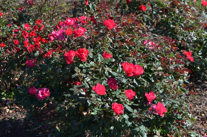 Red Knock Out&reg; - Rosa 'Radrazz' (Shrub Rose) from Sunshine Nursery Too