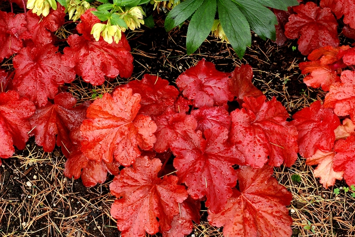 'Fire Alarm' Coral Bells - Heuchera from Sunshine Nursery Too