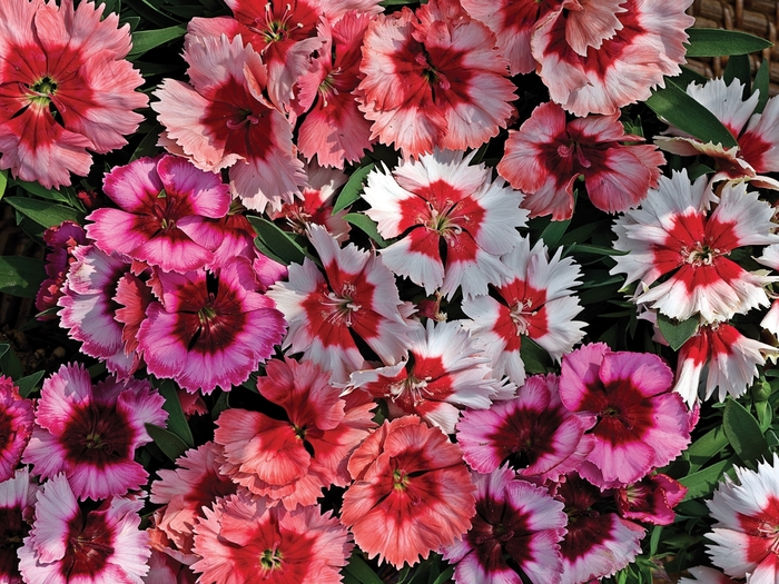 Super Parfait&trade; 'Mix' - Dianthus chinensis (Pinks) from Sunshine Nursery Too