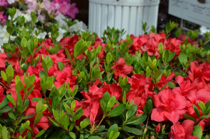 Encore&reg; 'Autumn Bonfire&reg;' - Rhododendron (Azalea) from Sunshine Nursery Too