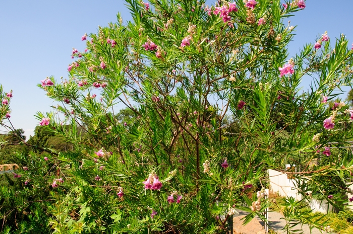 Bubba Desert Willow - Chilopsis linearis 'Bubba' (Desert Willow) from Sunshine Nursery Too