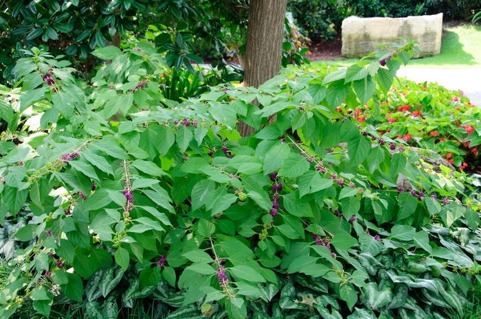 Beautyberry - Callicarpa americana from Sunshine Nursery Too