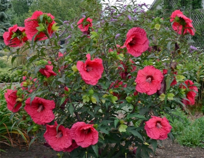  Hardy Hibiscus - Hibiscus from Sunshine Nursery Too