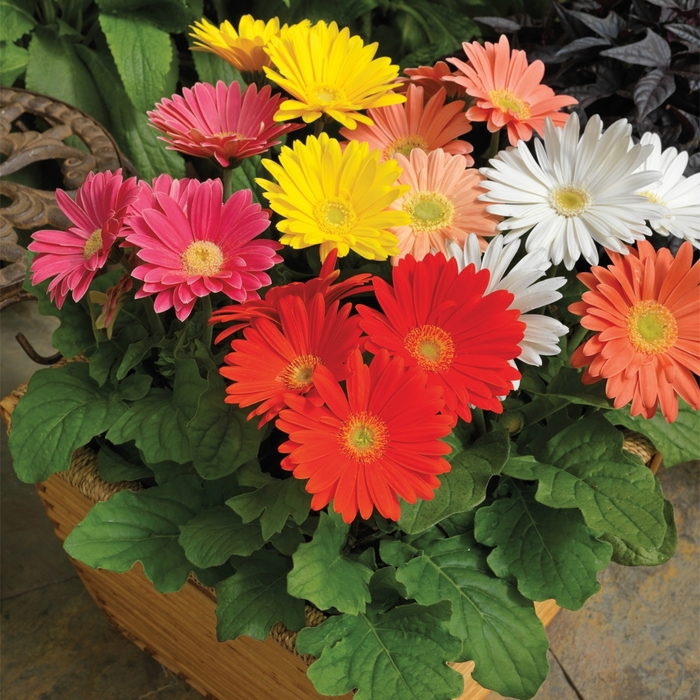 Jaguar&trade; Spring Time Mix - Gerbera jamesonii (Gerbera Daisy) from Sunshine Nursery Too