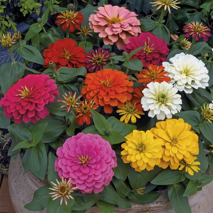 Magellan&trade; 'Mix' - Zinnia elegans from Sunshine Nursery Too
