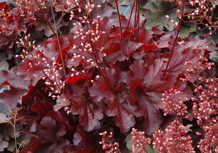Forever&reg; 'Red' - Heuchera (Coral Bells) from Sunshine Nursery Too