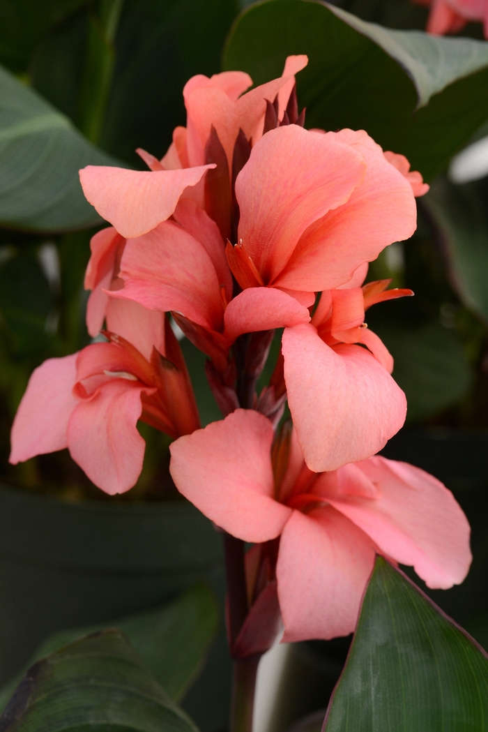 Cannova&reg; 'Mango' - Canna x generalis (Canna Lily) from Sunshine Nursery Too