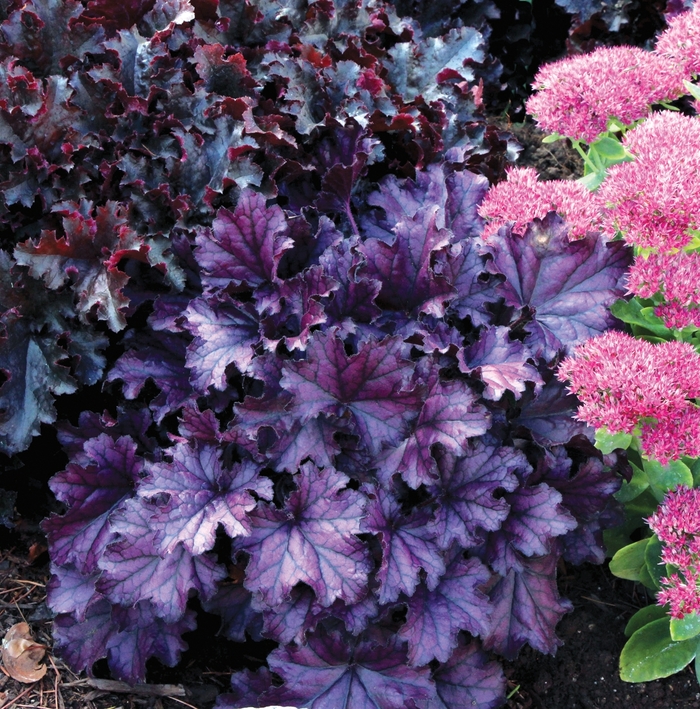 Forever&reg; 'Purple' - Heuchera (Coral Bells) from Sunshine Nursery Too