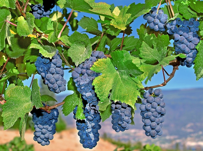 Grape - Grape variety from Sunshine Nursery Too