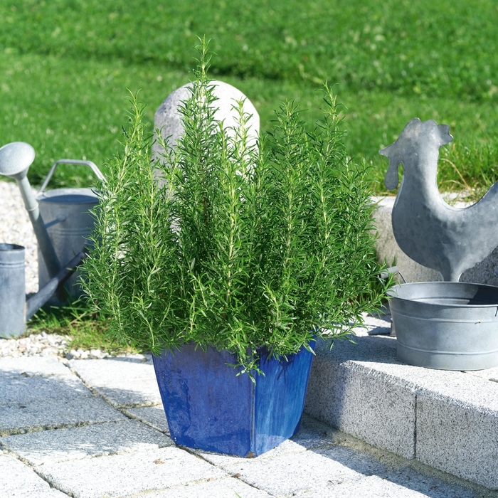 Common Rosemary - Rosmarinus officinalis from Sunshine Nursery Too