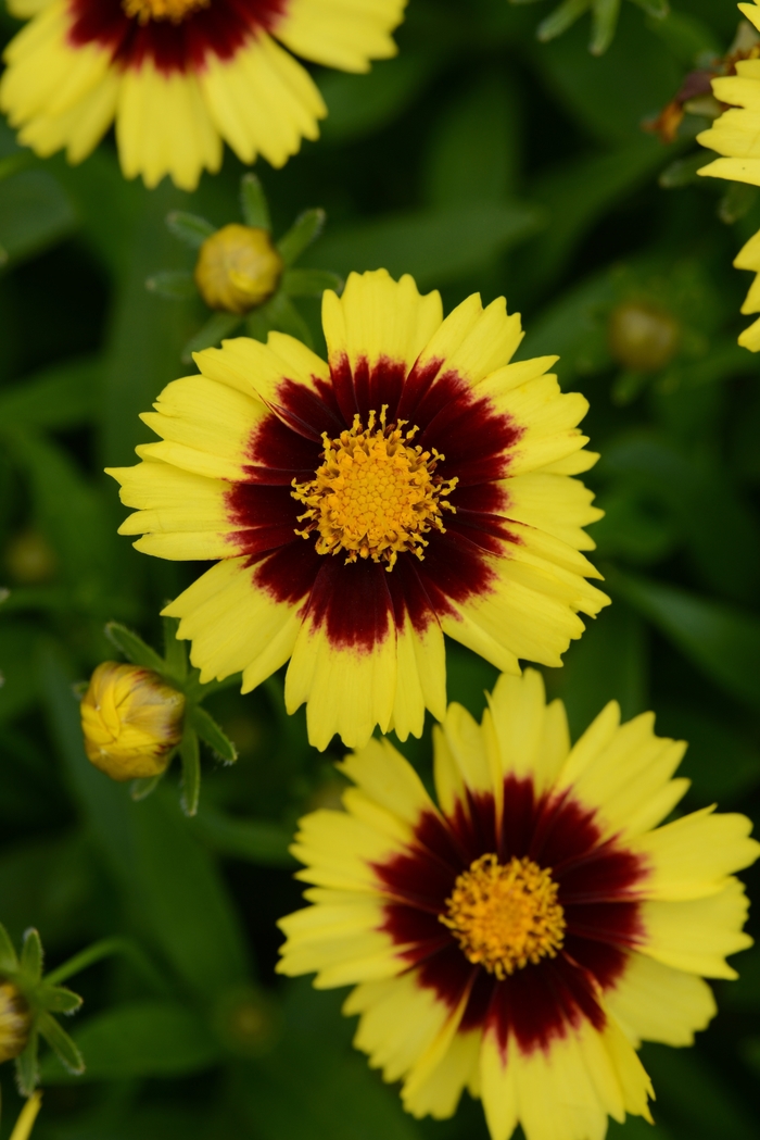 UpTick&trade; Yellow & Red - Coreopsis hybrida from Sunshine Nursery Too