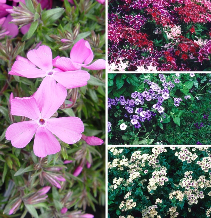 Assorted Creeping Phlox - Phlox from Sunshine Nursery Too